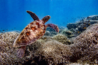 majestic turtle on a coral reef